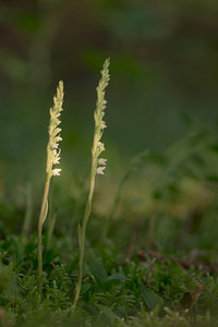 Goodyera repens (Orchidaceae)  - Goodyère rampante - Creeping Lady's-tresses [Goodyera repens] Ardennes [France] 06/07/2013 - 160m