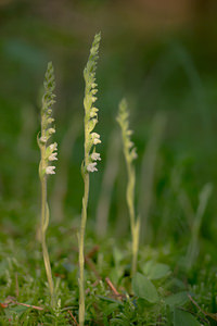 Goodyera repens (Orchidaceae)  - Goodyère rampante - Creeping Lady's-tresses [Goodyera repens] Ardennes [France] 06/07/2013 - 160m