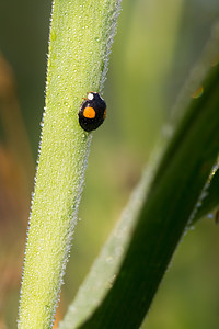 Harmonia axyridis (Coccinellidae)  - Coccinelle asiatique, Coccinelle arlequin - Harlequin ladybird, Asian ladybird, Asian ladybeetle Pas-de-Calais [France] 21/07/2013 - 40m