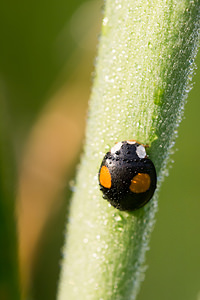 Harmonia axyridis (Coccinellidae)  - Coccinelle asiatique, Coccinelle arlequin - Harlequin ladybird, Asian ladybird, Asian ladybeetle Pas-de-Calais [France] 21/07/2013 - 40m