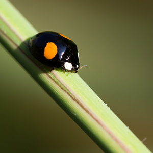 Harmonia axyridis (Coccinellidae)  - Coccinelle asiatique, Coccinelle arlequin - Harlequin ladybird, Asian ladybird, Asian ladybeetle Pas-de-Calais [France] 21/07/2013 - 40m