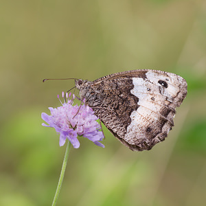 Hipparchia genava (Nymphalidae)  - Sylvandre helvète Meuse [France] 26/07/2013 - 330m