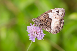 Hipparchia genava (Nymphalidae)  - Sylvandre helvète Meuse [France] 26/07/2013 - 330m