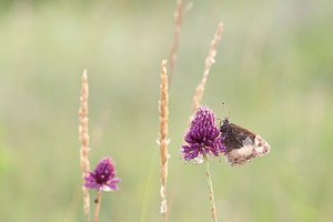 Hipparchia genava (Nymphalidae)  - Sylvandre helvète Meuse [France] 26/07/2013 - 330m