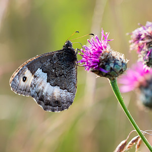 Hipparchia genava (Nymphalidae)  - Sylvandre helvète Meuse [France] 26/07/2013 - 340m