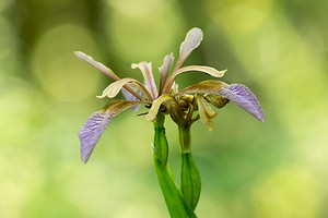 Iris foetidissima (Iridaceae)  - Iris fétide, Iris gigot, Iris puant, Glaïeul puant - Stinking Iris Marne [France] 07/07/2013 - 130m