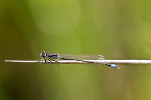 Ischnura elegans (Coenagrionidae)  - Agrion élégant - Blue-tailed Damselfly Nord [France] 14/07/2013