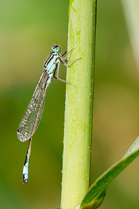 Ischnura elegans (Coenagrionidae)  - Agrion élégant - Blue-tailed Damselfly Pas-de-Calais [France] 21/07/2013 - 40m