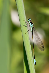 Ischnura elegans (Coenagrionidae)  - Agrion élégant - Blue-tailed Damselfly Pas-de-Calais [France] 21/07/2013 - 40m