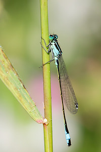 Ischnura elegans (Coenagrionidae)  - Agrion élégant - Blue-tailed Damselfly Pas-de-Calais [France] 21/07/2013 - 40m