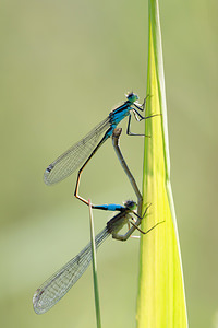 Ischnura elegans (Coenagrionidae)  - Agrion élégant - Blue-tailed Damselfly Meuse [France] 27/07/2013 - 260mpointe caract?ristique sur l'avant du thorax du m?le et pt?rostigmas bicolores