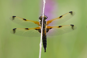 Libellula quadrimaculata (Libellulidae)  - Libellule quadrimaculée, Libellule à quatre taches - Four-spotted Chaser Marne [France] 05/07/2013 - 220m