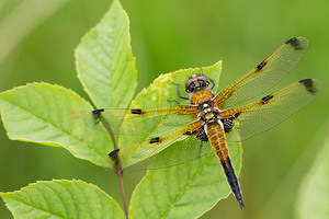 Libellula quadrimaculata (Libellulidae)  - Libellule quadrimaculée, Libellule à quatre taches - Four-spotted Chaser Marne [France] 05/07/2013 - 220m