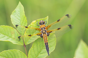 Libellula quadrimaculata (Libellulidae)  - Libellule quadrimaculée, Libellule à quatre taches - Four-spotted Chaser Marne [France] 05/07/2013 - 220m