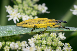 Lixus paraplecticus (Curculionidae)  - Charançon à dents de sabre Pas-de-Calais [France] 21/07/2013 - 40m