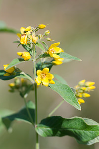 Lysimachia vulgaris (Primulaceae)  - Lysimaque commune, Lysimaque vulgaire, Chasse-bosse - Yellow Loosestrife Aisne [France] 28/07/2013 - 70m
