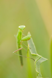 Mantis religiosa (Mantidae)  - Mante religieuse - Praying Mantis Meuse [France] 26/07/2013 - 350m