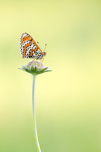 Melitaea didyma (Nymphalidae)  - Mélitée orangée - Spotted Fritillary Marne [France] 07/07/2013 - 140m