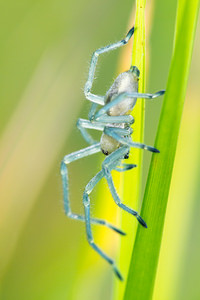 Micrommata virescens (Sparassidae)  - Micrommate émeraude - Green Spider Marne [France] 07/07/2013 - 140m