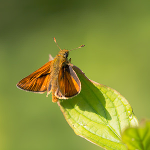 Ochlodes sylvanus (Hesperiidae)  - Sylvaine, Sylvain, Sylvine Marne [France] 07/07/2013 - 140m