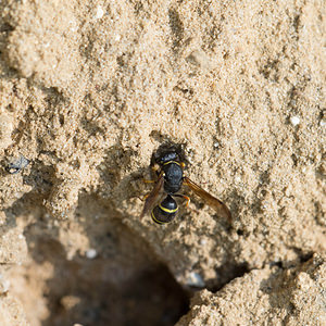 Odynerus spinipes (Vespidae)  - Spiny Mason Wasp Marne [France] 06/07/2013 - 210m