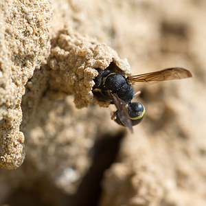 Odynerus spinipes (Vespidae)  - Spiny Mason Wasp Marne [France] 06/07/2013 - 210m