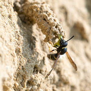 Odynerus spinipes (Vespidae)  - Spiny Mason Wasp Marne [France] 06/07/2013 - 210mremplissage du garde manger