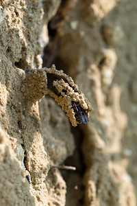 Odynerus spinipes (Vespidae)  - Spiny Mason Wasp Marne [France] 06/07/2013 - 210m