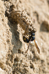 Odynerus spinipes (Vespidae)  - Spiny Mason Wasp Marne [France] 06/07/2013 - 210m