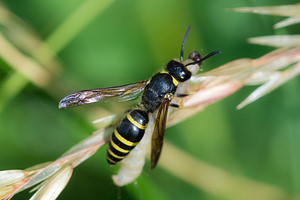 Odynerus spinipes (Vespidae)  - Spiny Mason Wasp Marne [France] 06/07/2013 - 210mLes odyn?res peuvent capturer de grosses larves