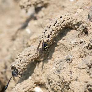 Odynerus spinipes (Vespidae)  - Spiny Mason Wasp Marne [France] 06/07/2013 - 210men bas ? gauche, un parasite (Gasteruption) qui va venir pondre dans le nid de l'odyn?re,