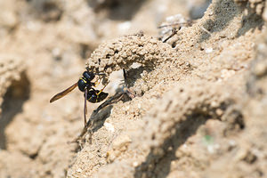 Odynerus spinipes (Vespidae)  - Spiny Mason Wasp Marne [France] 06/07/2013 - 210m