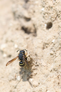 Odynerus spinipes (Vespidae)  - Spiny Mason Wasp Marne [France] 06/07/2013 - 210m