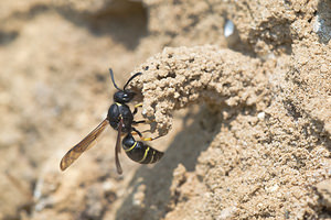 Odynerus spinipes (Vespidae)  - Spiny Mason Wasp Marne [France] 06/07/2013 - 210m