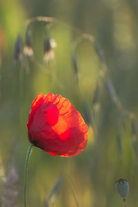 Papaver rhoeas (Papaveraceae)  - Coquelicot, Grand coquelicot, Pavot coquelicot - Common Poppy Marne [France] 07/07/2013 - 140m