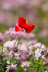 Papaver rhoeas (Papaveraceae)  - Coquelicot, Grand coquelicot, Pavot coquelicot - Common Poppy Marne [France] 07/07/2013 - 130m