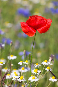 Papaver rhoeas (Papaveraceae)  - Coquelicot, Grand coquelicot, Pavot coquelicot - Common Poppy Marne [France] 07/07/2013 - 130m