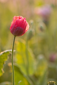 Papaver somniferum (Papaveraceae)  - Pavot somnifère, Pavot officinal, oeillette - Opium Poppy Marne [France] 06/07/2013 - 120m