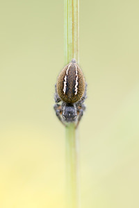 Philaeus chrysops (Salticidae)  - Saltique sanguinolent Meuse [France] 26/07/2013 - 340m