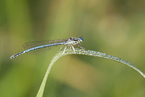 Platycnemis pennipes (Platycnemididae)  - Agrion à larges pattes, Pennipatte bleuâtre - White-legged Damselfly, Blue featherleg Pas-de-Calais [France] 21/07/2013 - 40m