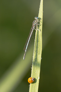 Platycnemis pennipes (Platycnemididae)  - Agrion à larges pattes, Pennipatte bleuâtre - White-legged Damselfly, Blue featherleg Pas-de-Calais [France] 21/07/2013 - 40m