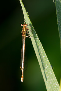 Platycnemis pennipes (Platycnemididae)  - Agrion à larges pattes, Pennipatte bleuâtre - White-legged Damselfly, Blue featherleg Pas-de-Calais [France] 21/07/2013 - 40m