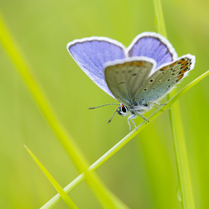 Plebejus argyrognomon (Lycaenidae)  - Azuré des Coronilles, Azuré porte-arceaux, Argus fléché Marne [France] 05/07/2013 - 220m