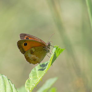 Pyronia tithonus (Nymphalidae)  - Amaryllis, Satyre tithon, Titon - Gatekeeper Aisne [France] 28/07/2013 - 70m