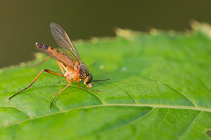 Rhagio vitripennis (Rhagionidae)  Pas-de-Calais [France] 21/07/2013 - 40m