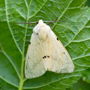 Spilarctia lutea (Erebidae)  - Ecaille Lièvre Nord [France] 21/07/2013 - 40m