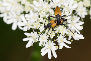 Stictoleptura fulva (Cerambycidae)  - Lepture sauvage, Lepture fauve Pas-de-Calais [France] 21/07/2013 - 40m