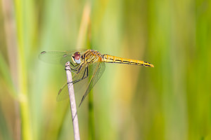 Sympetrum fonscolombii (Libellulidae)  - Sympétrum de Fonscolombe - Red-veined Darter Nord [France] 14/07/2013