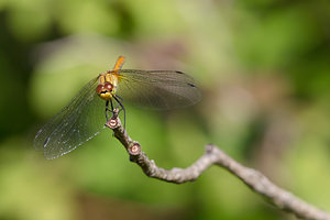 Sympetrum sanguineum (Libellulidae)  - Sympétrum sanguin, Sympétrum rouge sang - Ruddy Darter Marne [France] 05/07/2013 - 170m