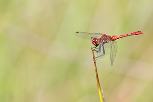 Sympetrum sanguineum (Libellulidae)  - Sympétrum sanguin, Sympétrum rouge sang - Ruddy Darter Aisne [France] 28/07/2013 - 70m